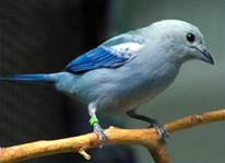 Blue-gray tanagers